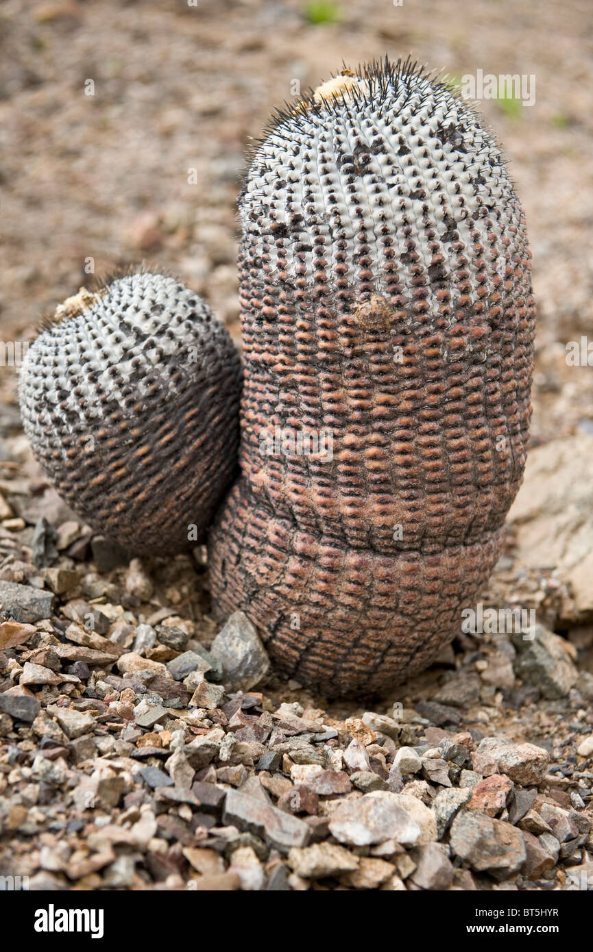 Copiapoa de Philippi (Copiapoa Cinerea) Parque National Pan de Azucar