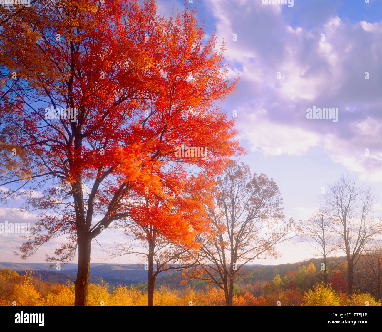 Zucker-Ahorn bei Sonnenuntergang, Alleghany Staatspark, Appalachen, New York, Acer saccharum Stockfoto