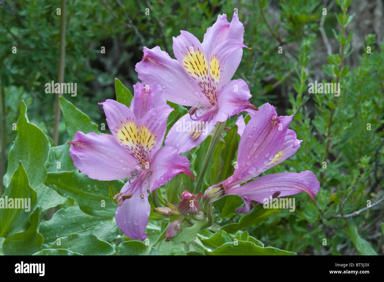 Alstroemeria Nahaufnahme Blüten mit Tau am frühen Morgen Küstenregion der Atacama-Wüste-Tal in der Nähe von Totoral Chile Südamerika Stockfoto