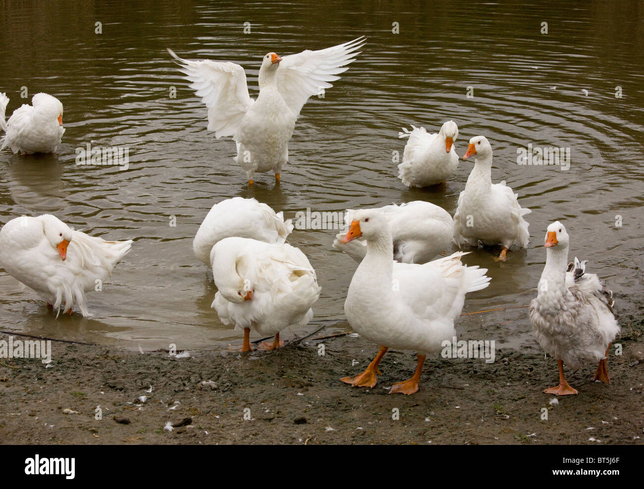 Ungarische hervorquellende Gans; ungewöhnliche Rasse gezüchtet für seine ungewöhnlichen Federn; Hortobagy Nationalpark, Ost-Ungarn Stockfoto
