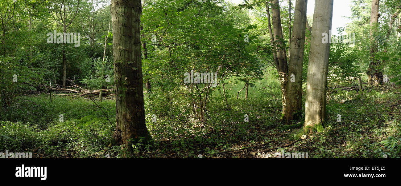 Arger Fen, einheimische Wälder und Site of Special Scientific Interest. Bures, Suffolk UK. Genähte Panorama. Stockfoto