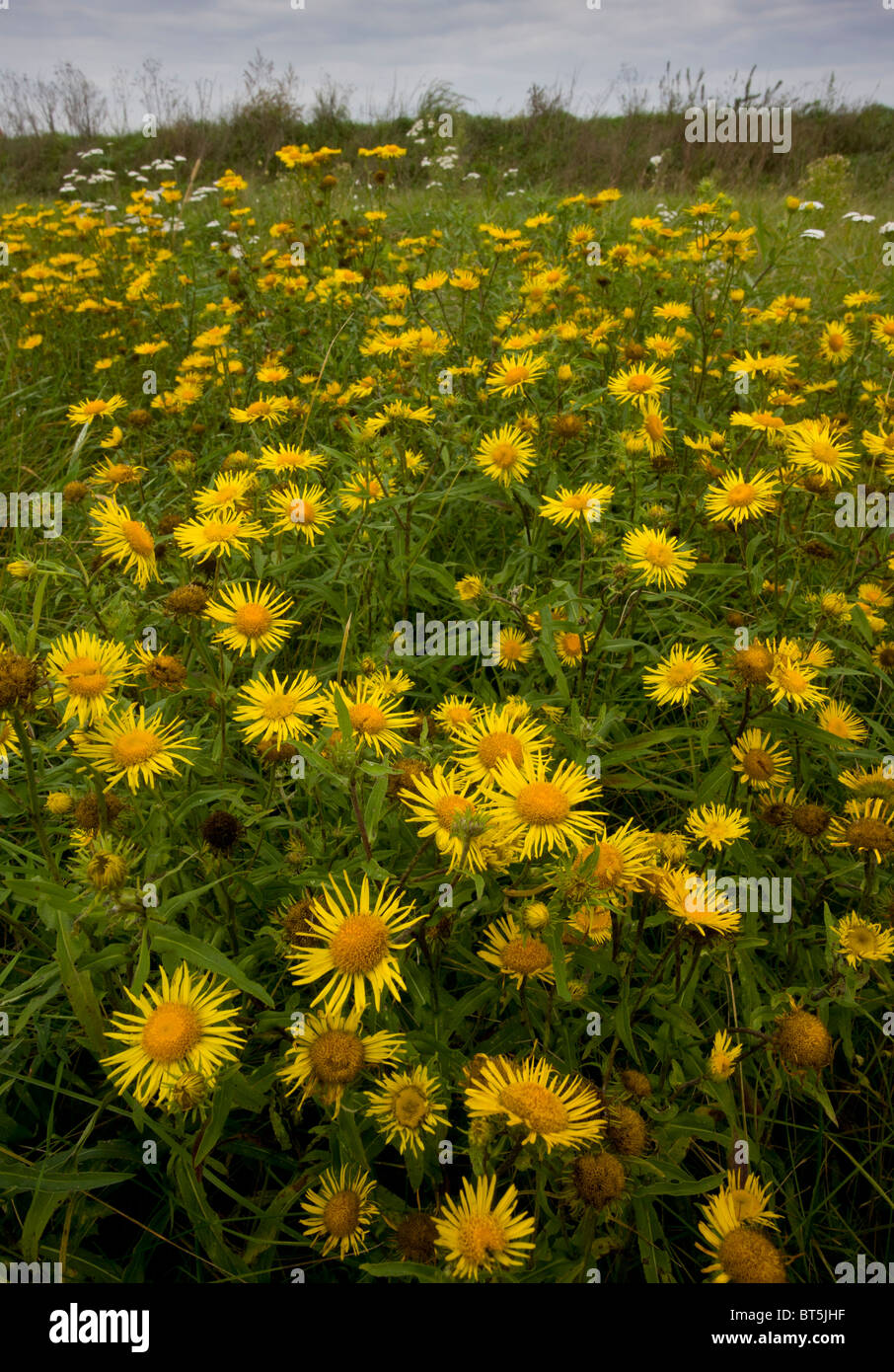 Berufkraut, Inula Britannica, in Massen auf die Puzsta Ebenen, Hortobagy Nationalpark, Ost-Ungarn Stockfoto