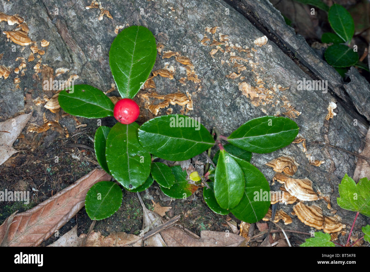 Wintergrün oder Tee Berry mit Berry Callunen Procumbens im Osten der USA Stockfoto