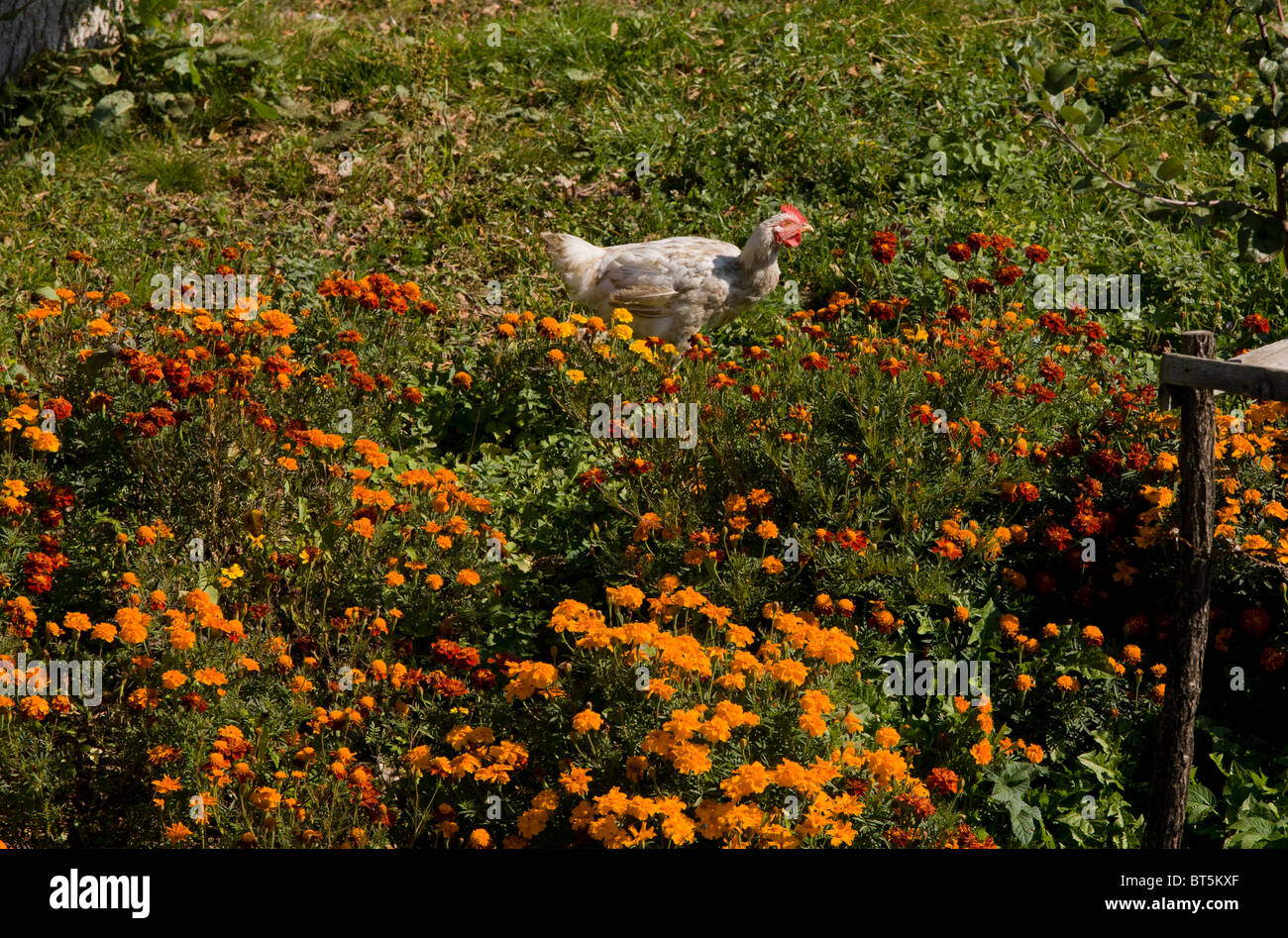 Hähnchen Sie unter französische Ringelblumen in der sächsischen Dorf Malmkrog, Siebenbürgen, Rumänien Stockfoto