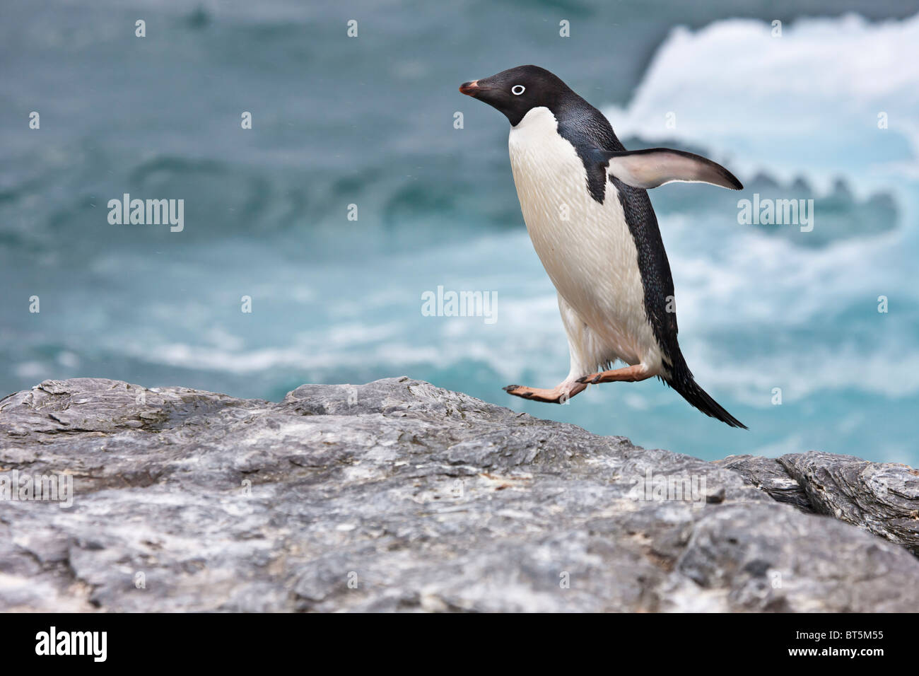 Adelie Penguin, Eisberge am Schindel Cove, Coronation Island, Süd-Orkney-Inseln, Southern Ocean Stockfoto
