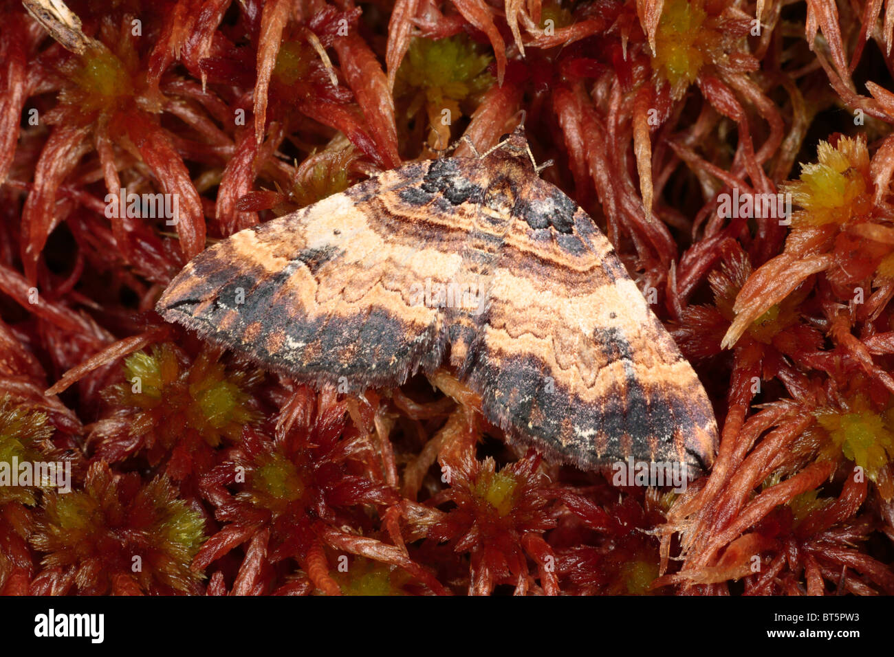 Schulter-Streifen Motte (Irrfahrten Badiata) auf Sphagnum-Moos. Powys, Wales. Stockfoto