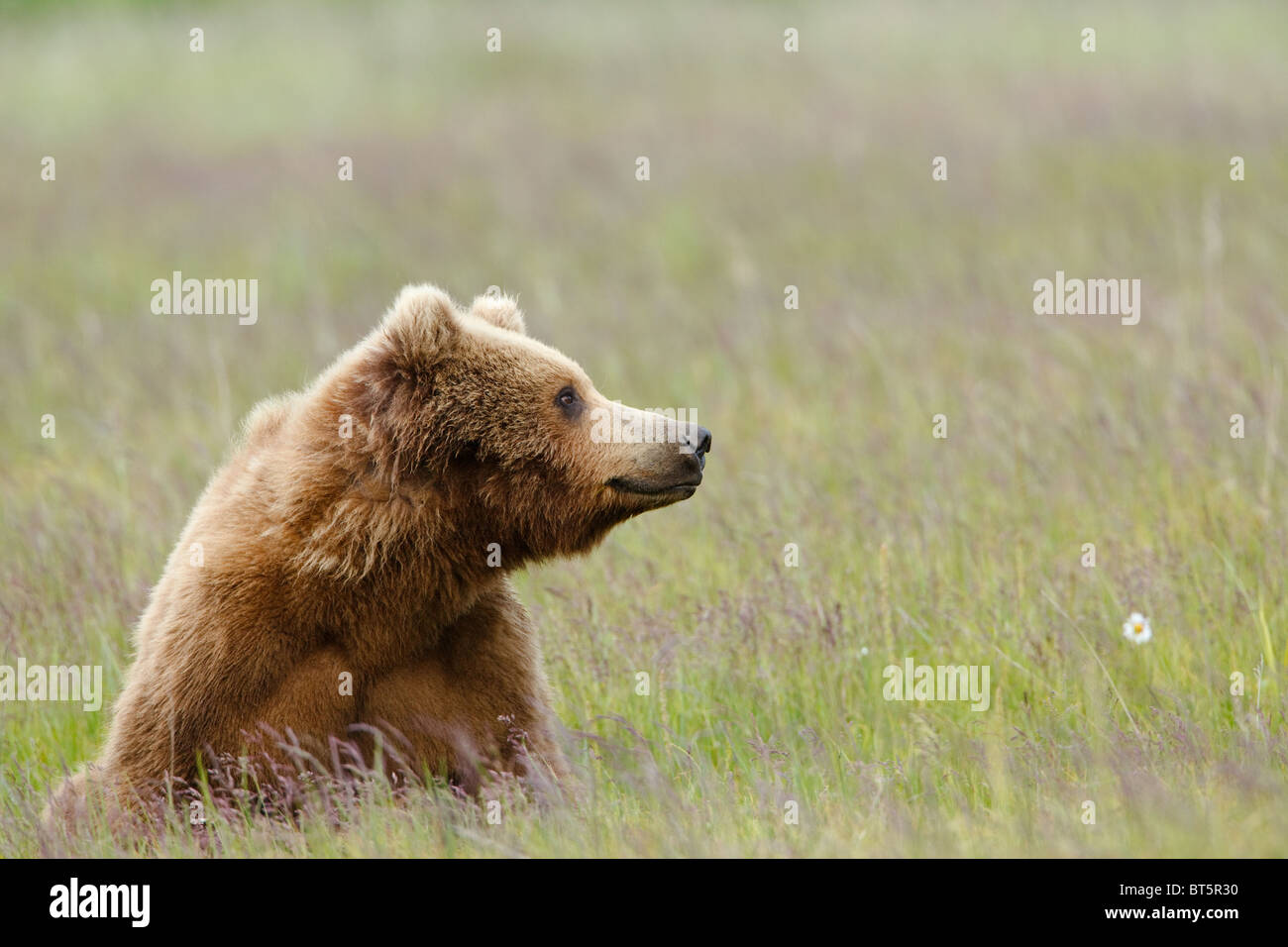 Ein Grizzlybär lächelt ein einsamer Gänseblümchen am Lake-Clark-Nationalpark in Alaska Stockfoto