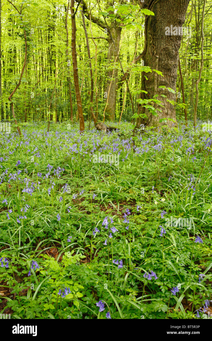 Glockenblumen (Hyacinthoides non-Scripta) blüht im Wald. Parkmill Wald, Gower, Wales, Großbritannien. Stockfoto
