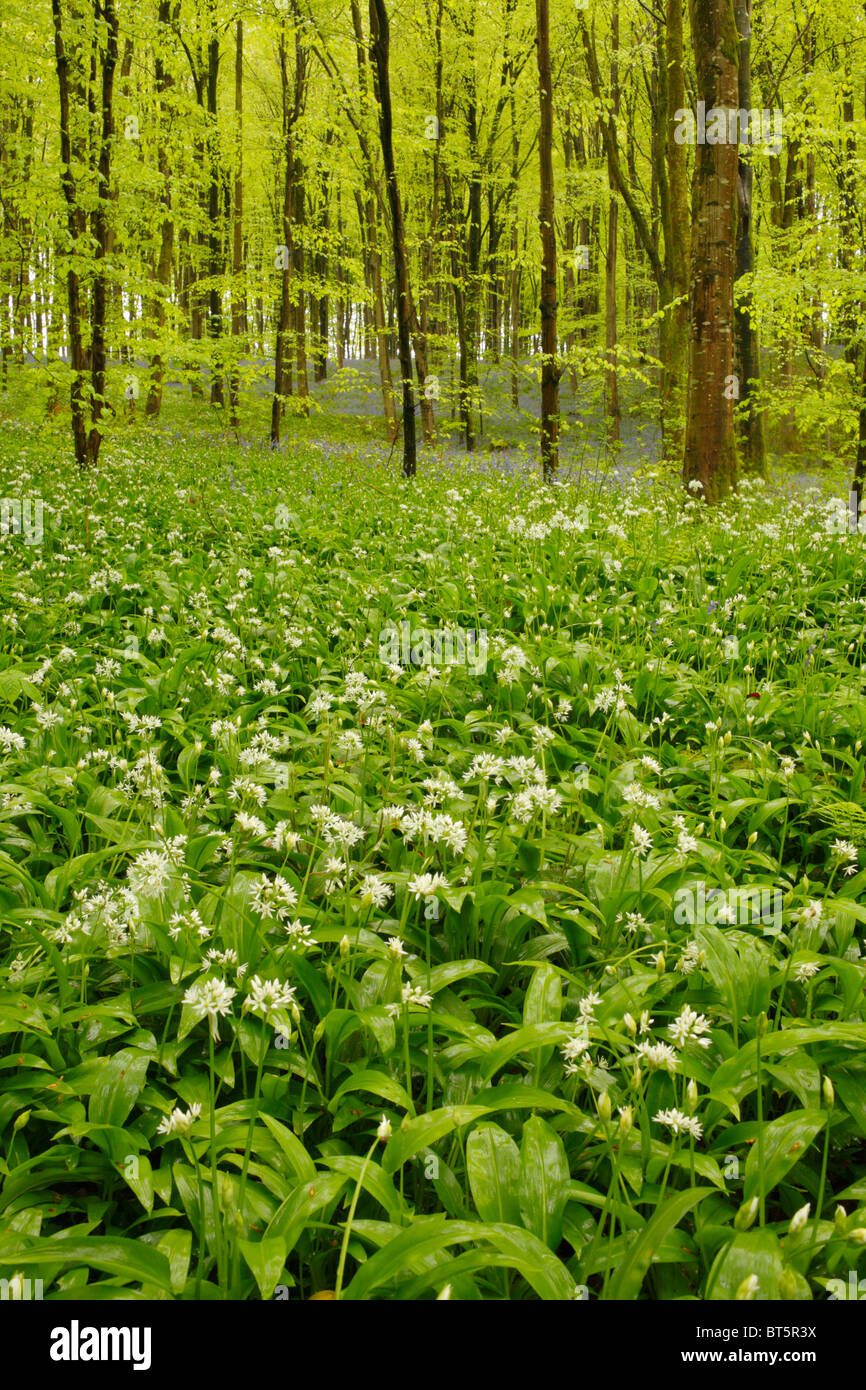 Bärlauch oder Bärlauch (Allium Ursinum) blüht in Buche Wald. Parkmill Wald, Gower, Wales, Großbritannien. Stockfoto