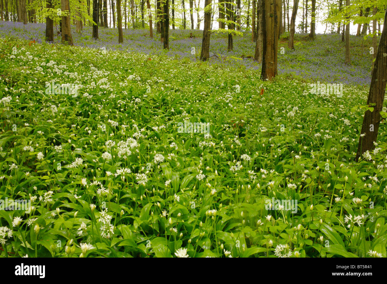 Bärlauch oder Bärlauch (Allium Ursinum) blüht in Buche Wald. Parkmill Wald, Gower, Wales, Großbritannien. Stockfoto