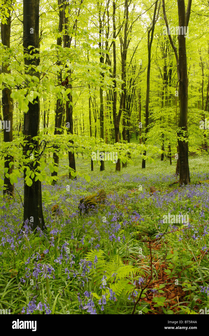 Glockenblumen (Hyacinthoides non-Scripta) blüht in Buche Wald. Parkmill Wald, Gower, Wales, Großbritannien. Stockfoto