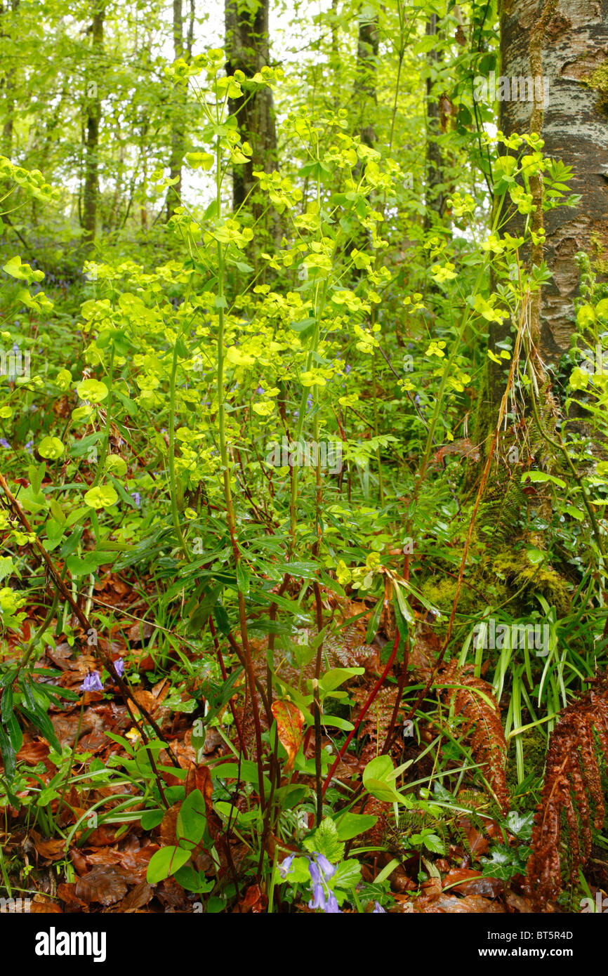 Holz-Wolfsmilch (Euphorbia Amygdaloides) blüht im Wald. Parkmill Wald, Gower, Wales, Großbritannien. Stockfoto