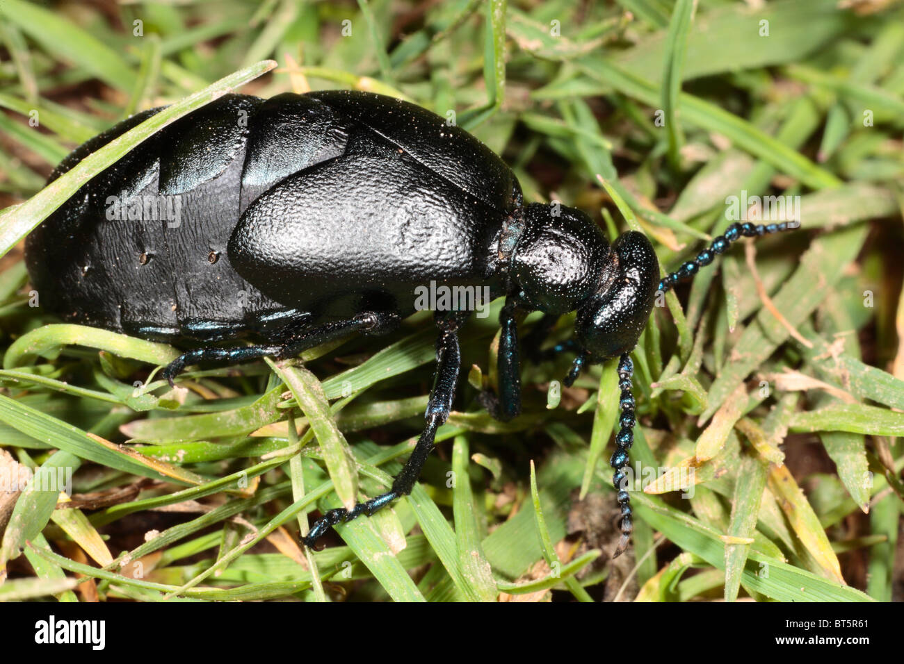 Schwarzes Öl Käfer (Meloe proscarabaeus) Weibchen füttern auf dem Rasen. Die Gower, Wales. Stockfoto