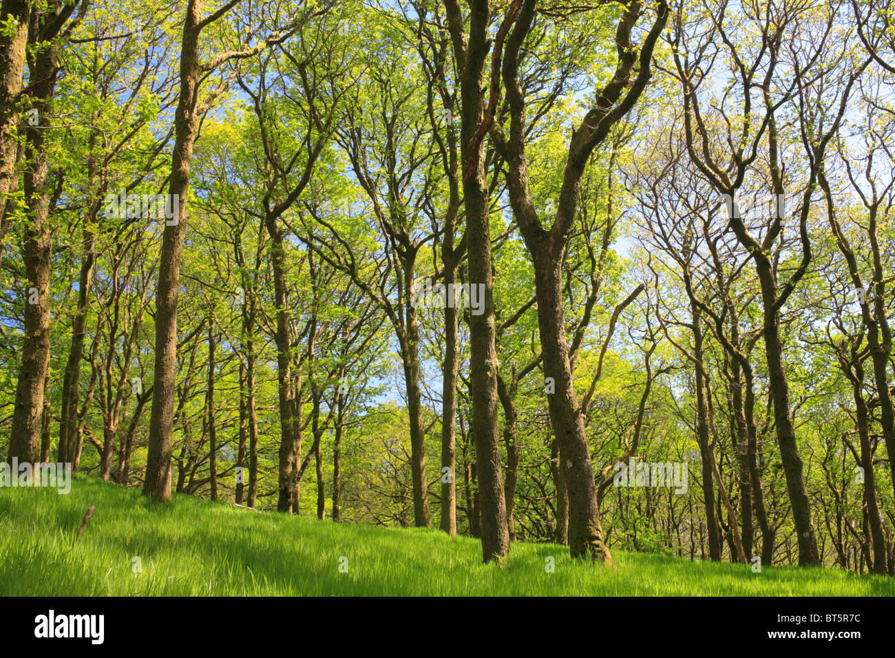 Traubeneichen Eichen (Quercus Petraea) in offenen Wäldern, Frühjahr. Powys, Wales. Stockfoto