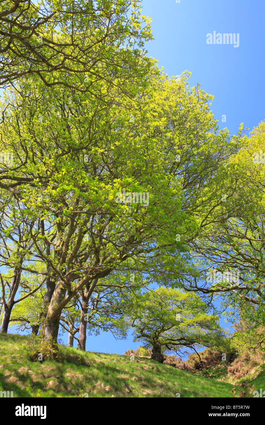Traubeneichen Eichen (Quercus Petraea) in offenen Wäldern, Frühjahr. Powys, Wales. Stockfoto