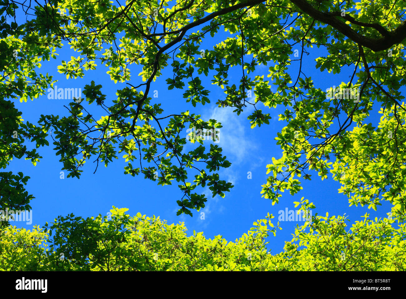 Suchen in den Baumkronen der Traubeneichen Eichen (Quercus Petraea) im zeitigen Frühjahr. Powys, Wales. Stockfoto