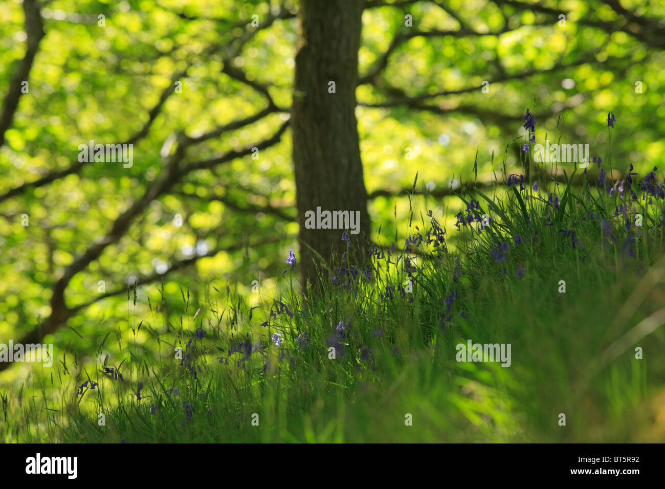 Glockenblumen (Endymion nicht-Scriptus)) Blüte in Eichenwälder. Powys, Wales, UK. Stockfoto
