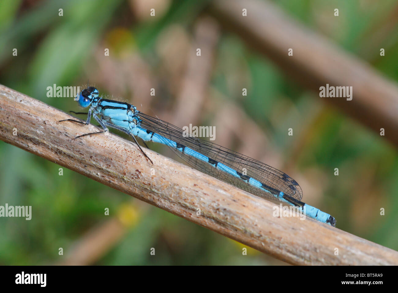 Männliche gemeinsame Blue Damselfly (Enallagma Cyathigerum). Powys, Wales. Stockfoto