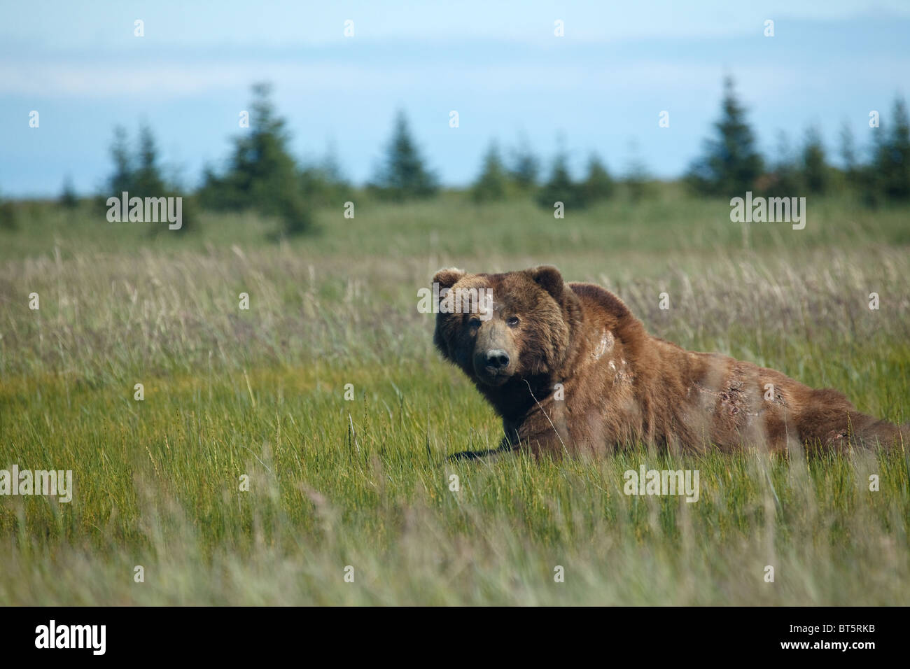 Ein alpha männlichen Grizzlybär am Lake-Clark-Nationalpark in Alaska Stockfoto