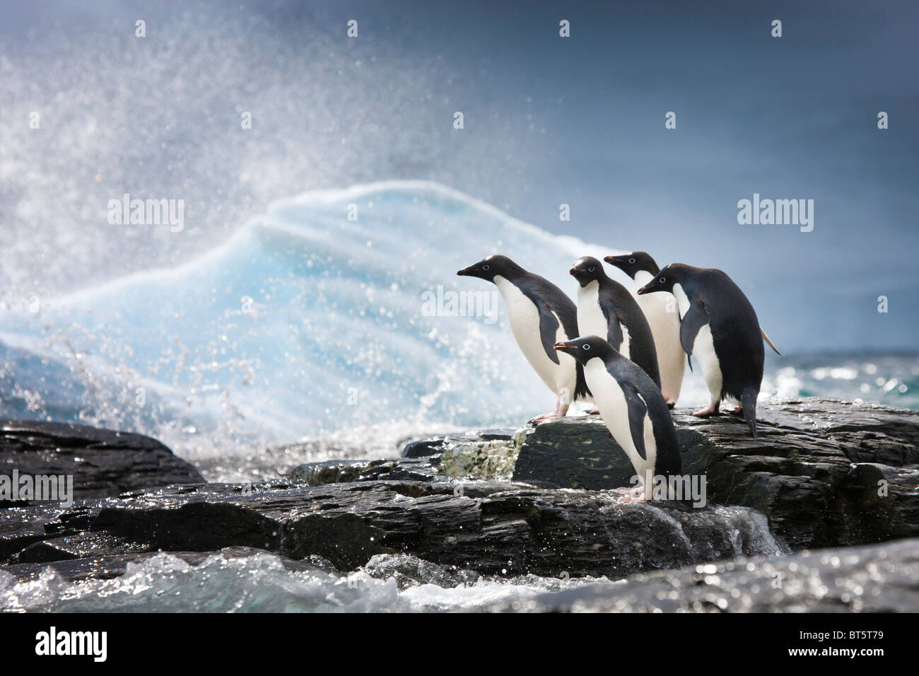 Adelie-Pinguine und Eisberge im südlichen Ozean, Süd-Orkney-Inseln, Schindel Bucht, Krönung Insel Stockfoto