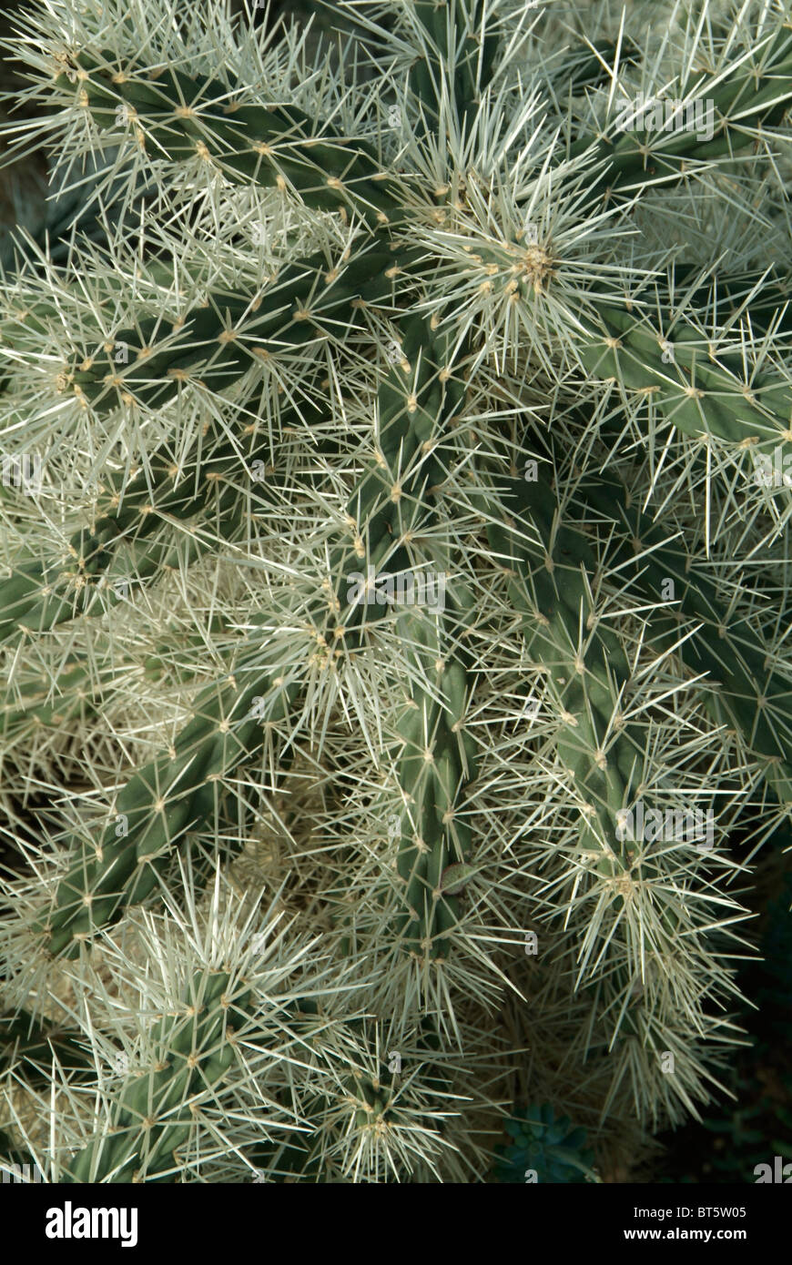 Cylindropuntia Tunicata cactacea Stockfoto