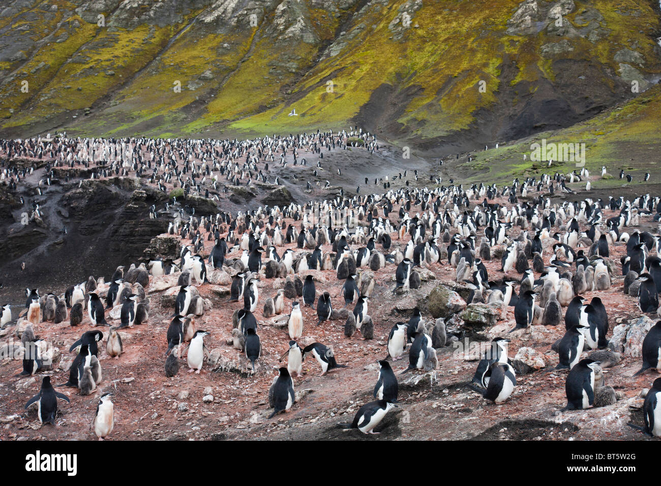 Kinnriemen Pinguin Kolonie, Deception Island, Antarktis. Stockfoto