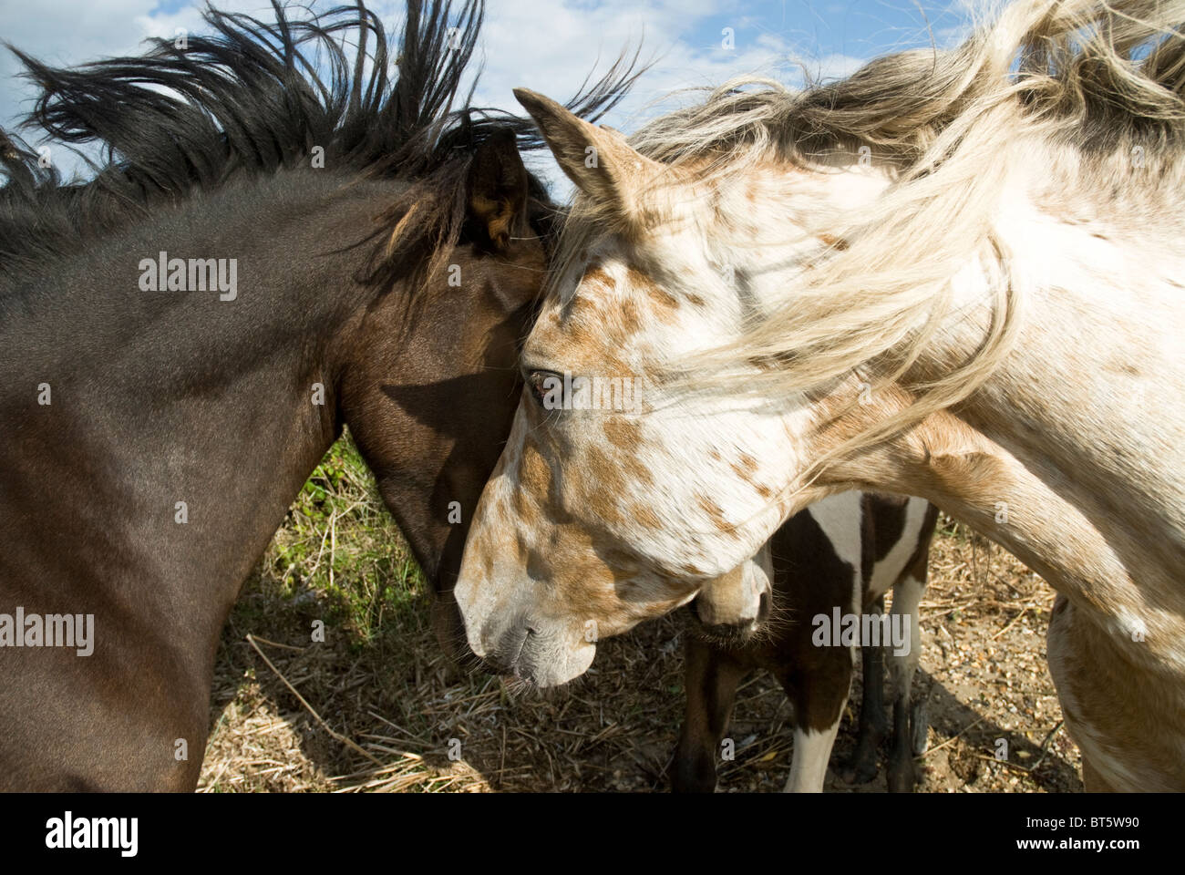 Zwei Pferde begrüßen einander mit ihrer Mähne im Wind wehen. Stockfoto