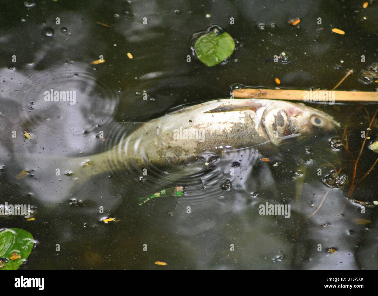 Tote Fische in den verschmutzten Hoan Kiem-See in Hanoi, Vietnam Stockfoto
