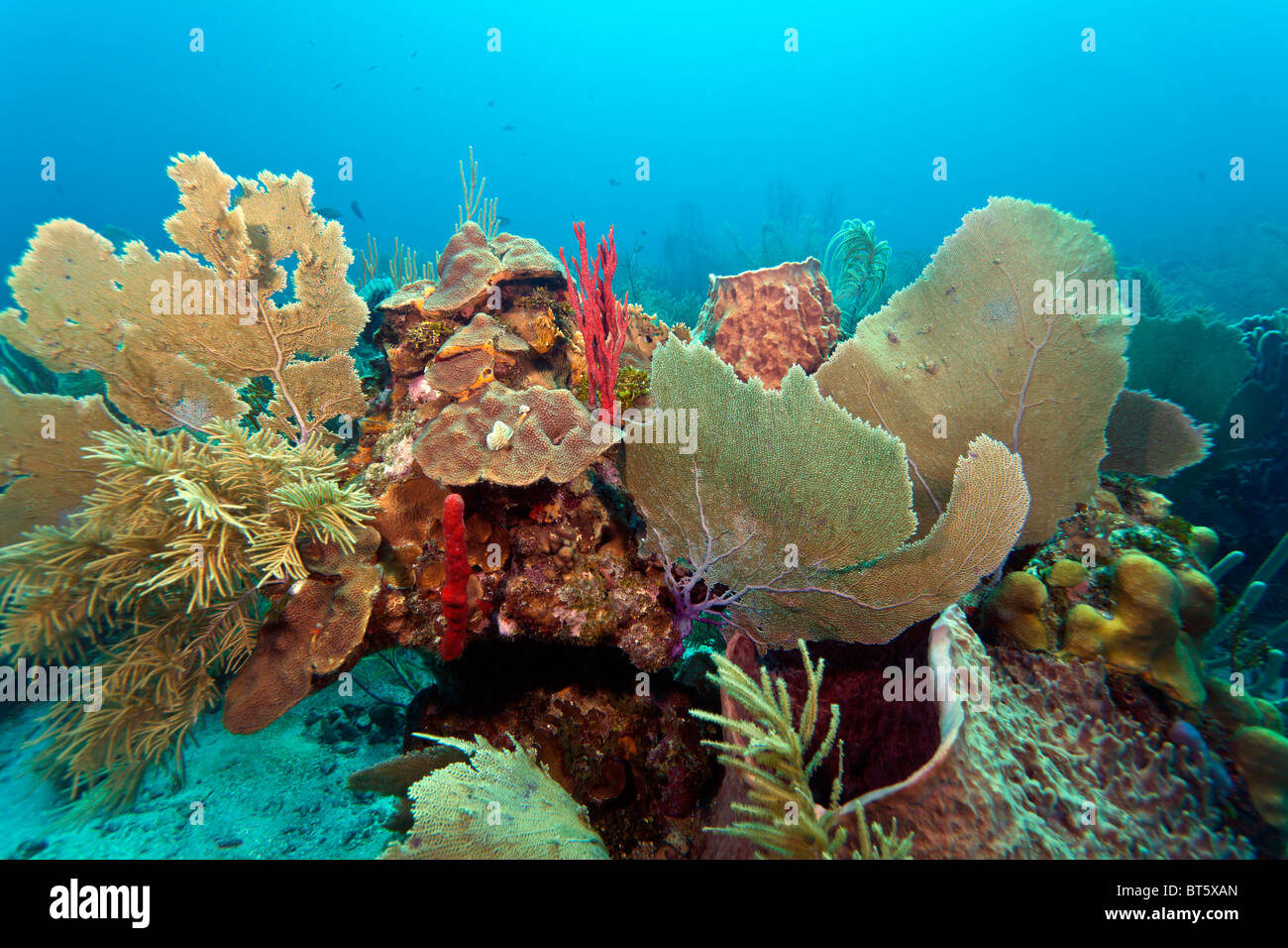 Korallenriff vor der Küste von Roatan Honduras Stockfoto