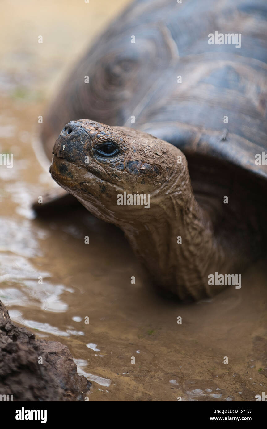 Riesenschildkröte (Geochelone Nigra) an der Galapaguera de Cerro Colorado, Brutzentrum, Isla San Cristobal Ecuador. Stockfoto