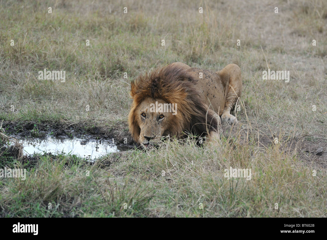 East African Lion - Massai-Löwe (Panthera Leo Nubica) männlichen trinken - Massai Mara - Kenia - Ostafrika Stockfoto