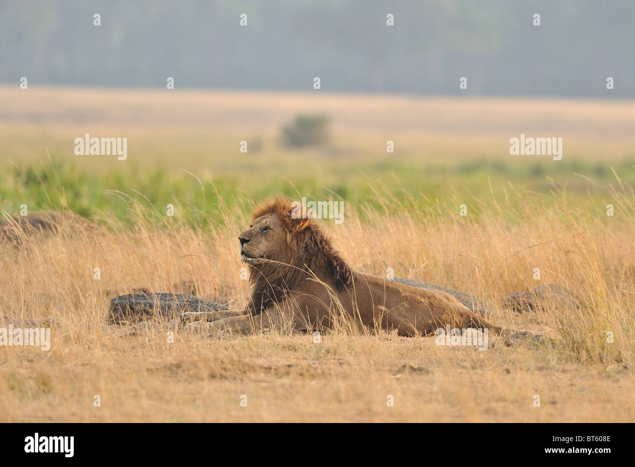 East African Lion - Massai-Löwe (Panthera Leo Nubica) männlich Verlegung auf dem Boden in den kleinen Finger leicht von den ersten Strahlen der Sonne Stockfoto