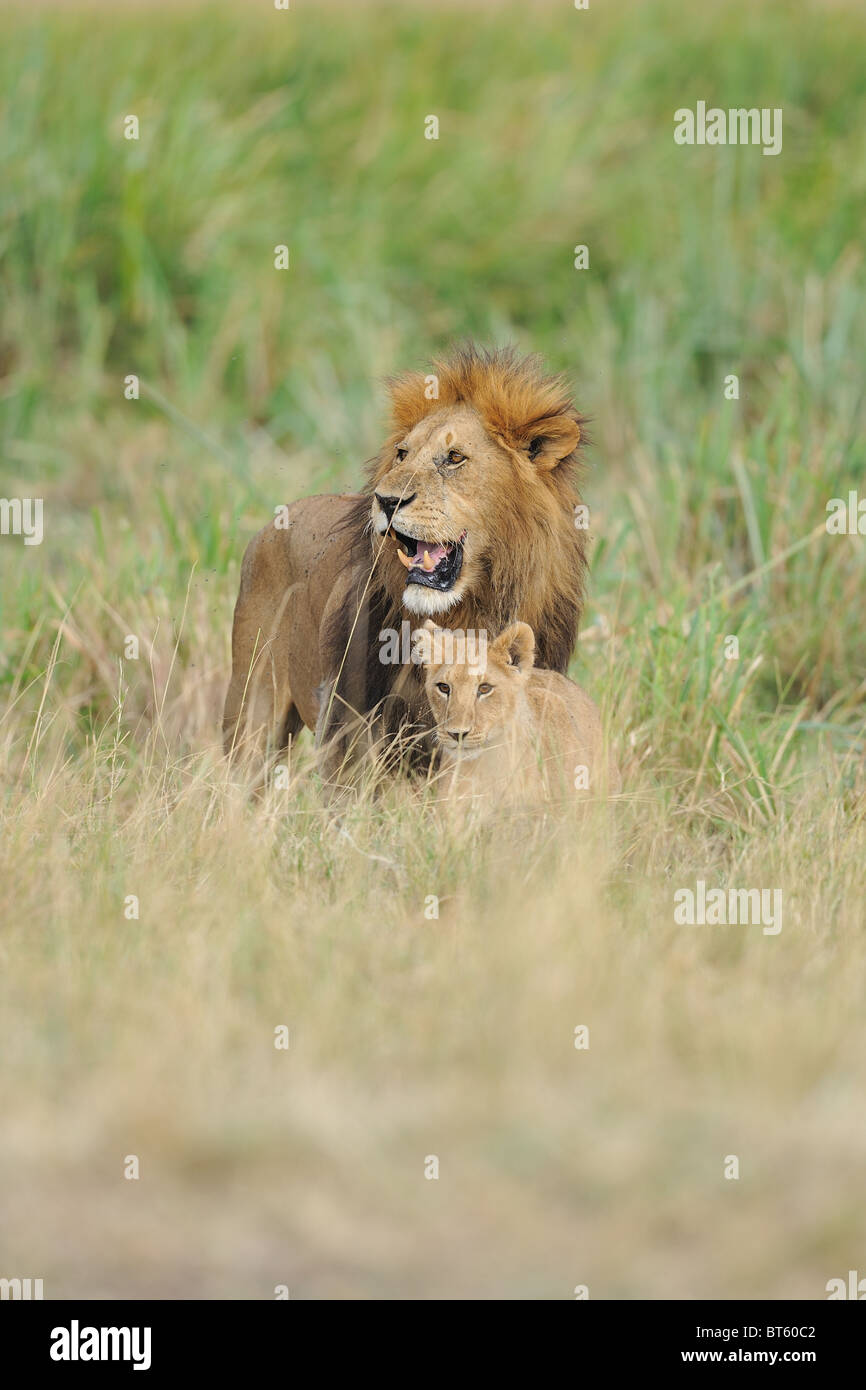 East African Lion - Massai-Löwe (Panthera Leo Nubica) mit einem der Cub von seinem männlichen Stolz - Massai Mara - Kenia - Ostafrika Stockfoto