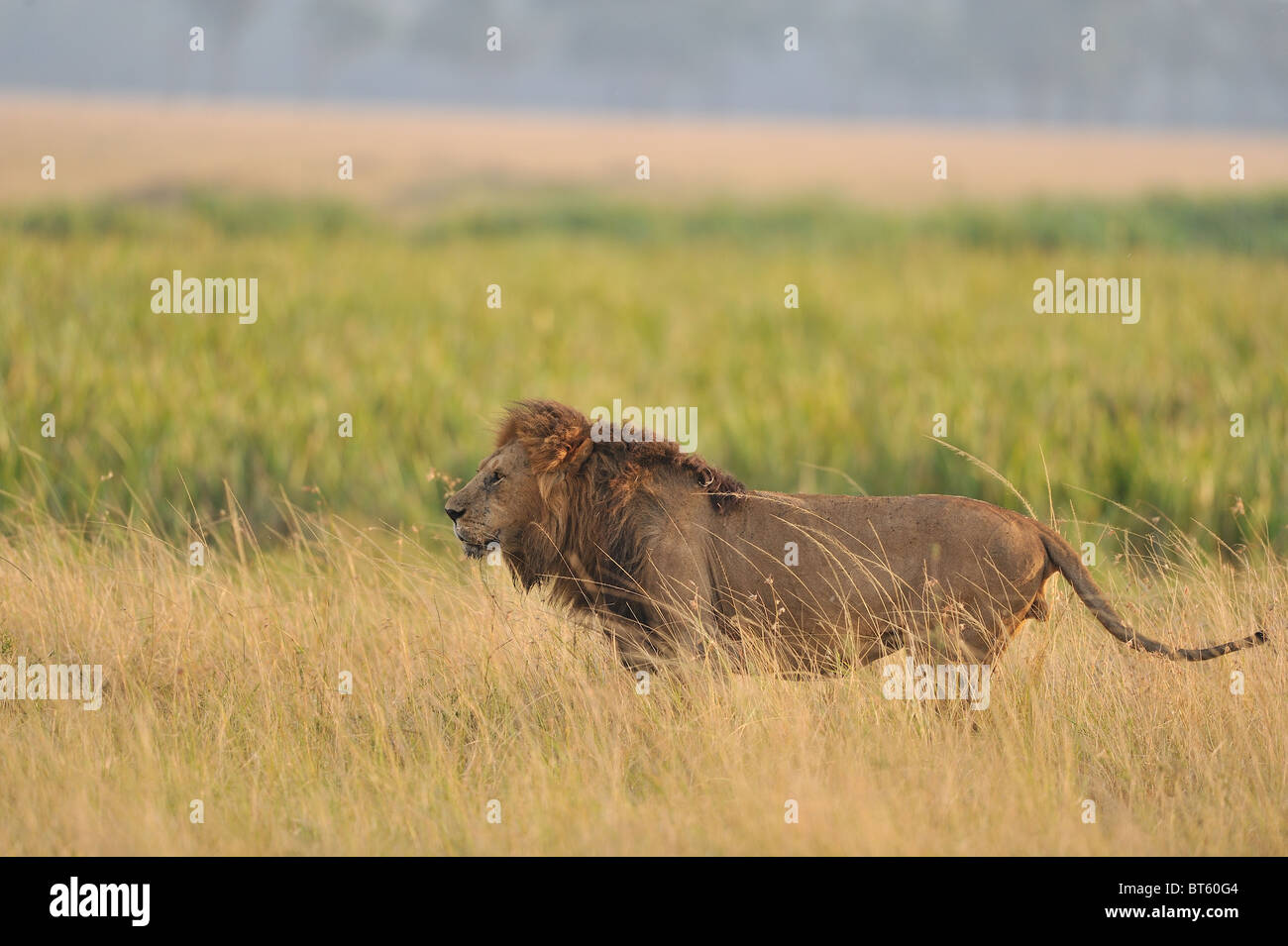 East African Lion - Massai-Löwe (Panthera Leo Nubica) männlich stehend in den kleinen Finger leicht von den ersten Strahlen der Sonne Stockfoto