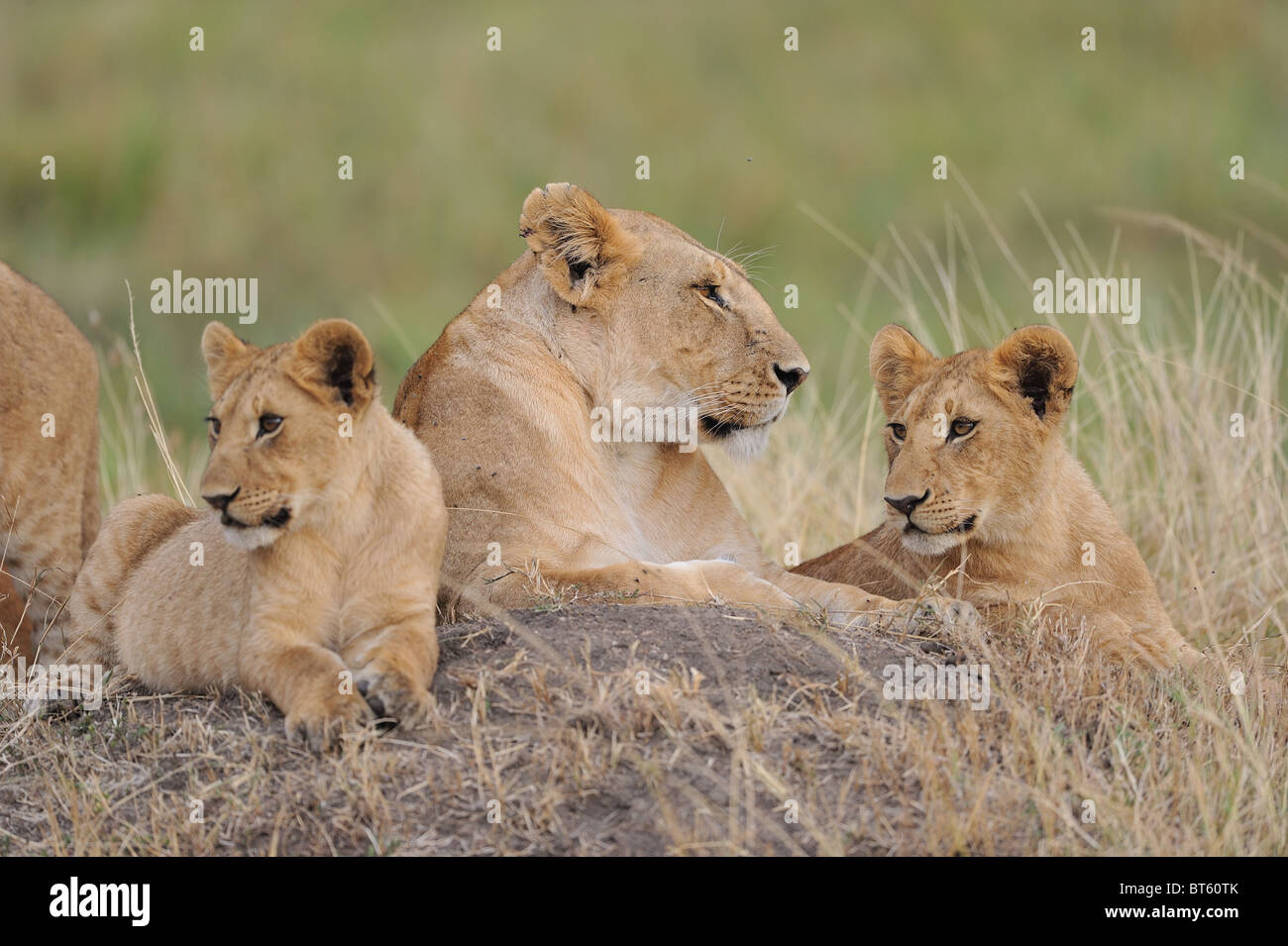 East African Lion - Massai-Löwe (Panthera Leo Nubica) Gruppe von Weibchen und Jungtiere auf dem Boden Stockfoto