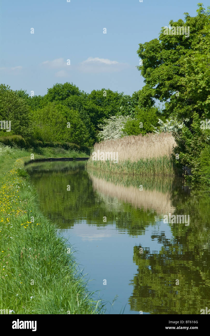 Sommer Kanalufer, UK GB Vereinigtes Königreich Großbritannien England Englisch blau, Fracht, Bau, England, Fuß, grünen Wald, Stockfoto