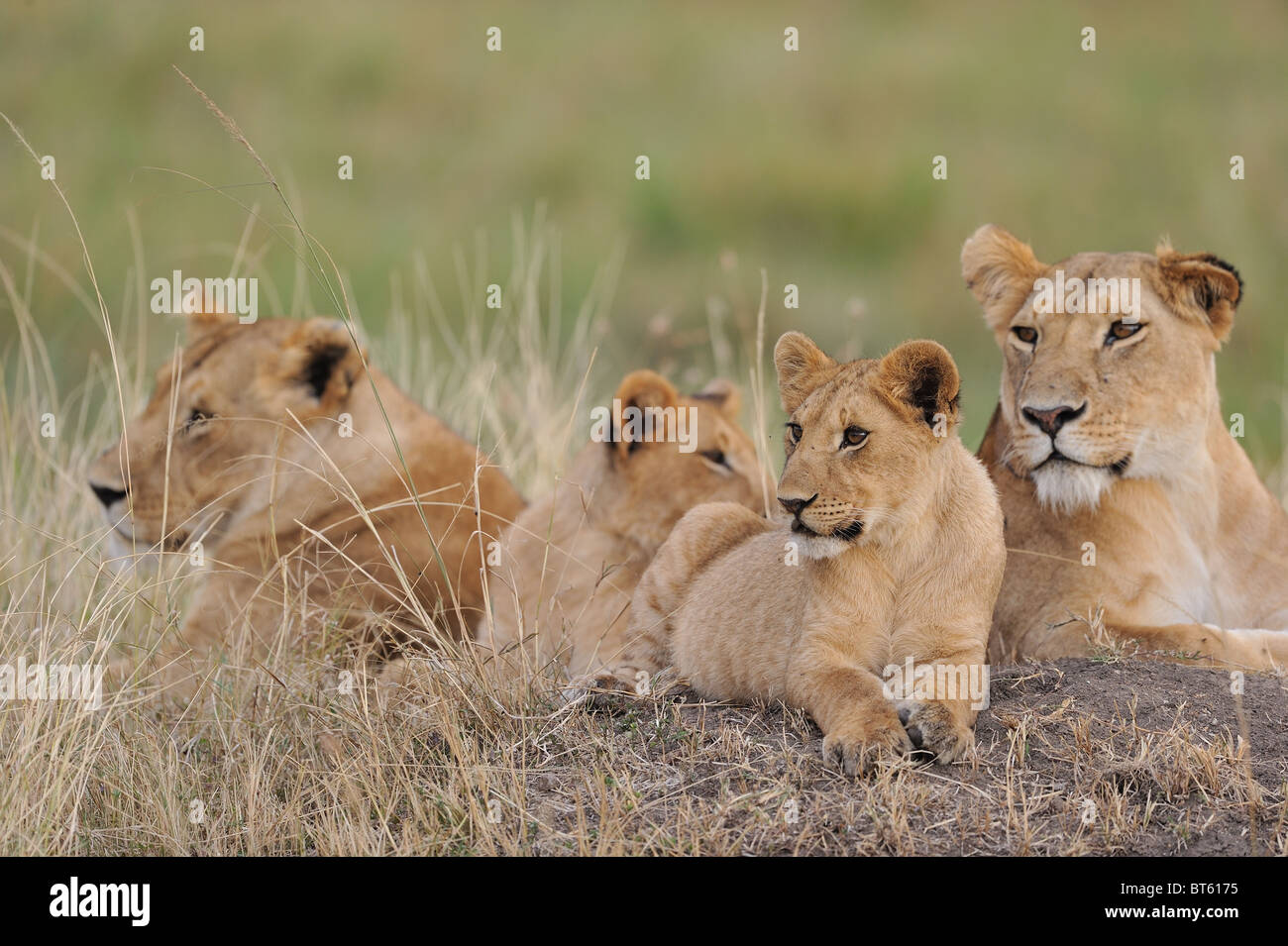 East African Lion - Massai-Löwe (Panthera Leo Nubica) Gruppe von Weibchen und Jungtiere auf dem Boden Stockfoto