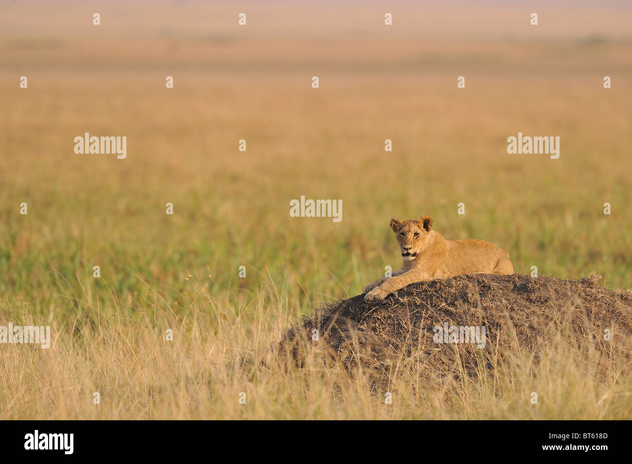East African Lion - Massai-Löwe (Panthera Leo Nubica)-Cub auf dem Boden liegend Stockfoto