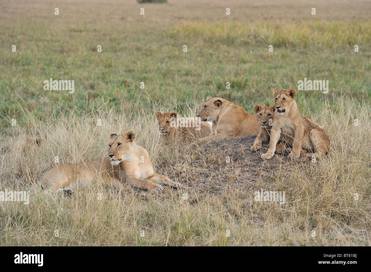 East African Lion - Massai-Löwe (Panthera Leo Nubica) Gruppe von Weibchen und Jungtiere auf dem Boden Stockfoto