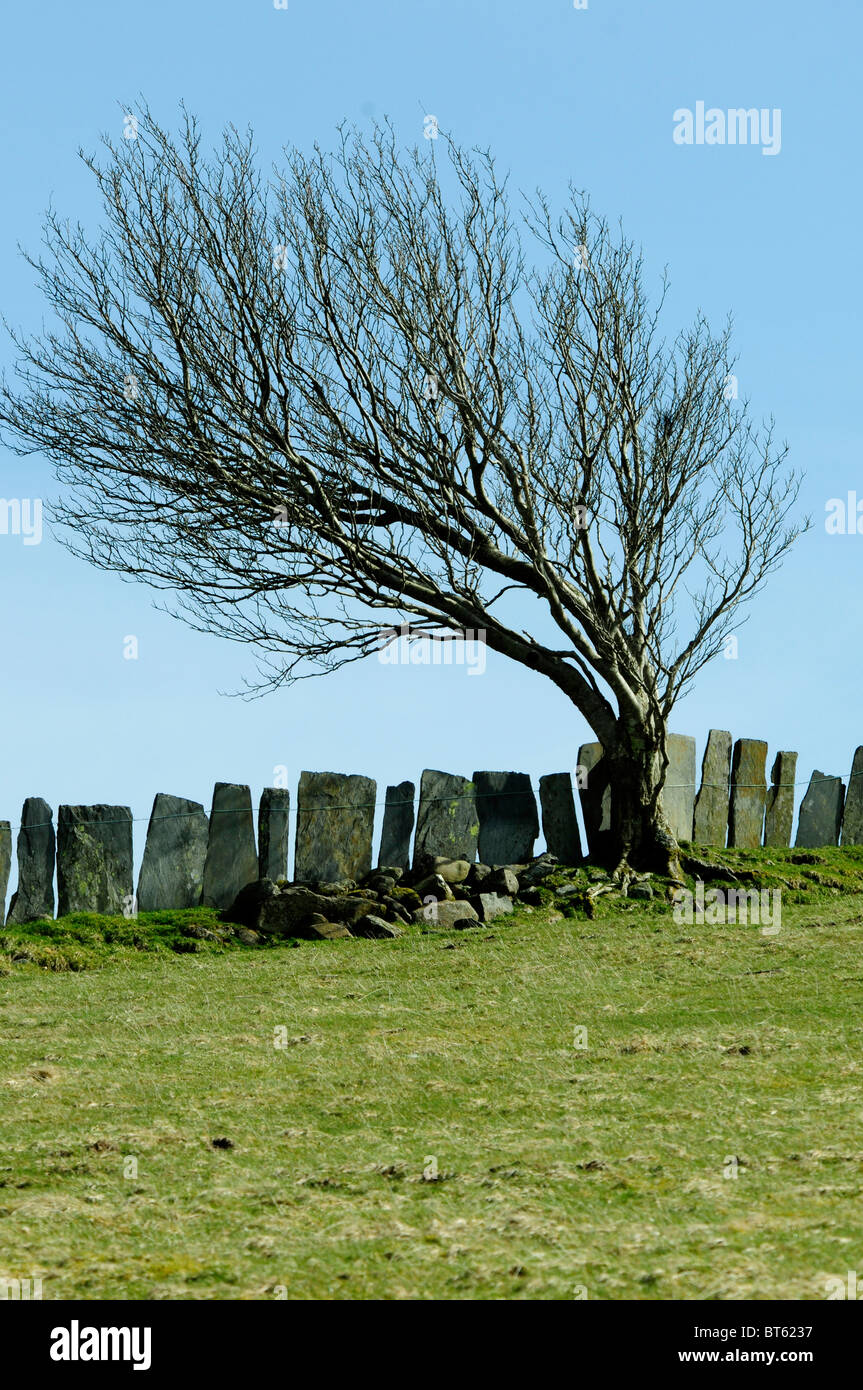 Snowdonia Baum Stein Flagge Schiefer Zaun Winterwind geblasen Baum wales Stockfoto