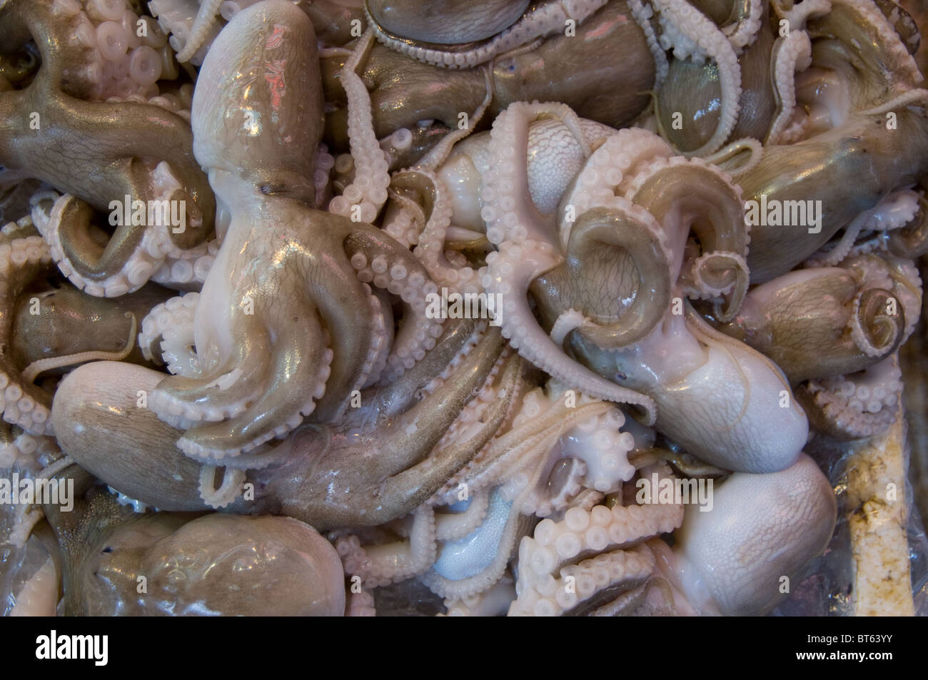 Tintenfisch Octopus Kopffüßer Essen essbar frisch produzieren marine nassen Diät Fischverzehr Stockfoto