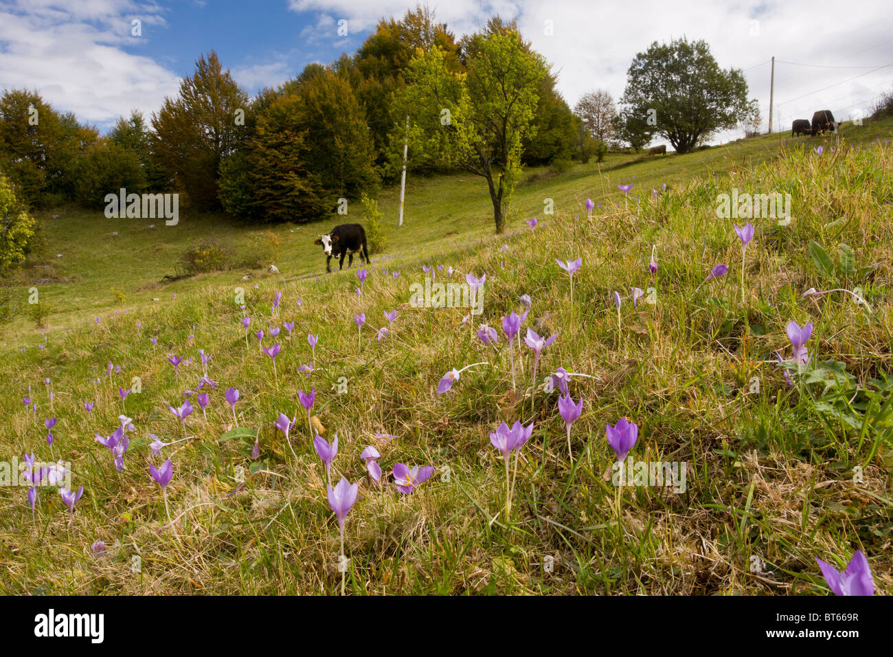 Kuh Weiden in einem Feld voller herbstblühenden Krokusse, Crocus Banaticus auf dem Fundata Pass, südlichen Karpaten, Rumänien Stockfoto
