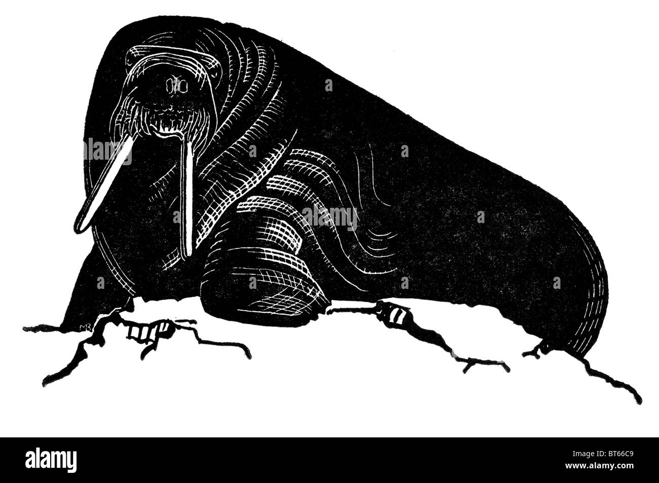 Walross (Odobenus Rosmarus) große flippered Meeressäuger diskontinuierliche circumpolar Verteilung Nordpolarmeer subarktischen Meeren noch Stockfoto