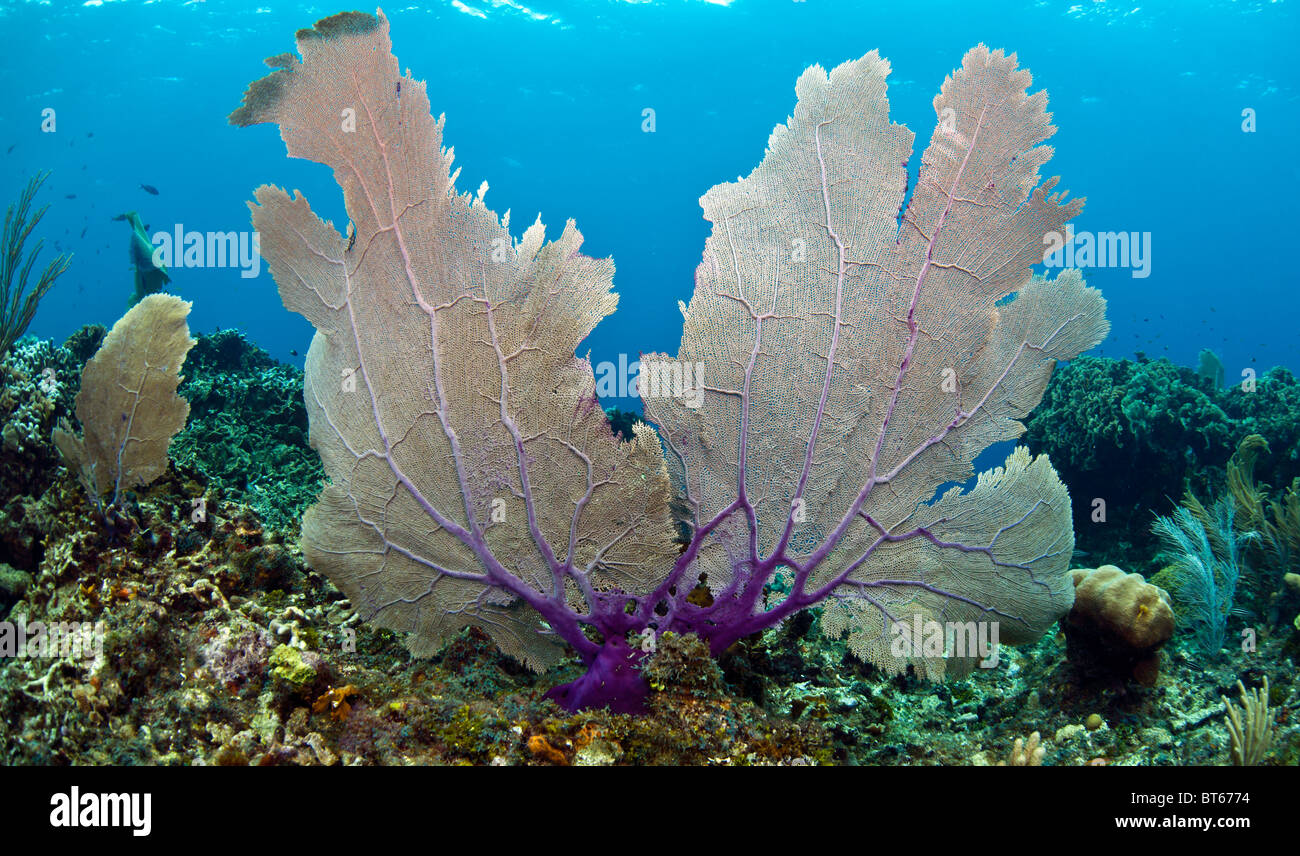 Korallenriff vor der Küste von Roatan Honduras, Gorgonien Stockfoto