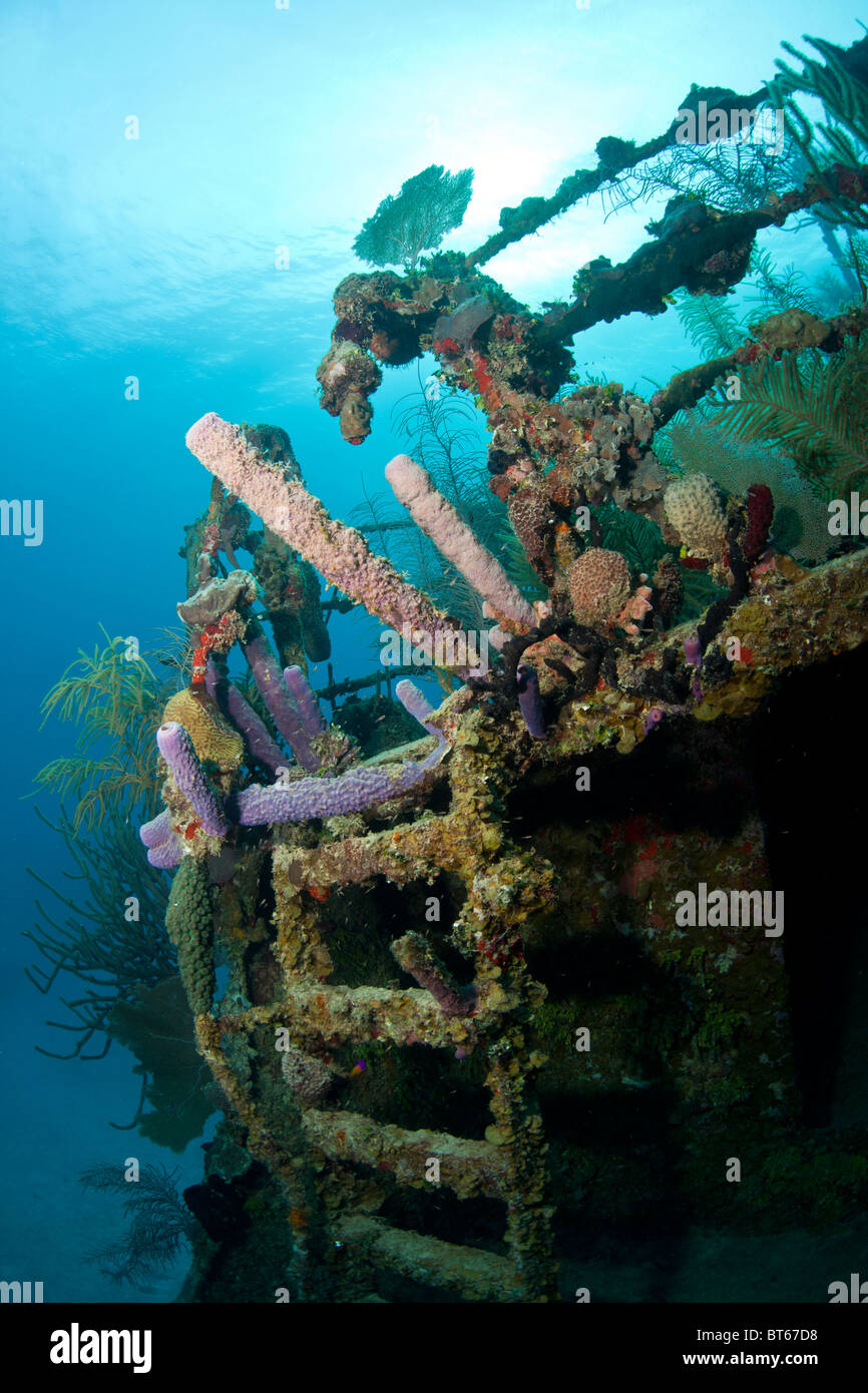 Coral-Riff vor der Küste von Roatan Honduras Schiffbruch Stockfoto