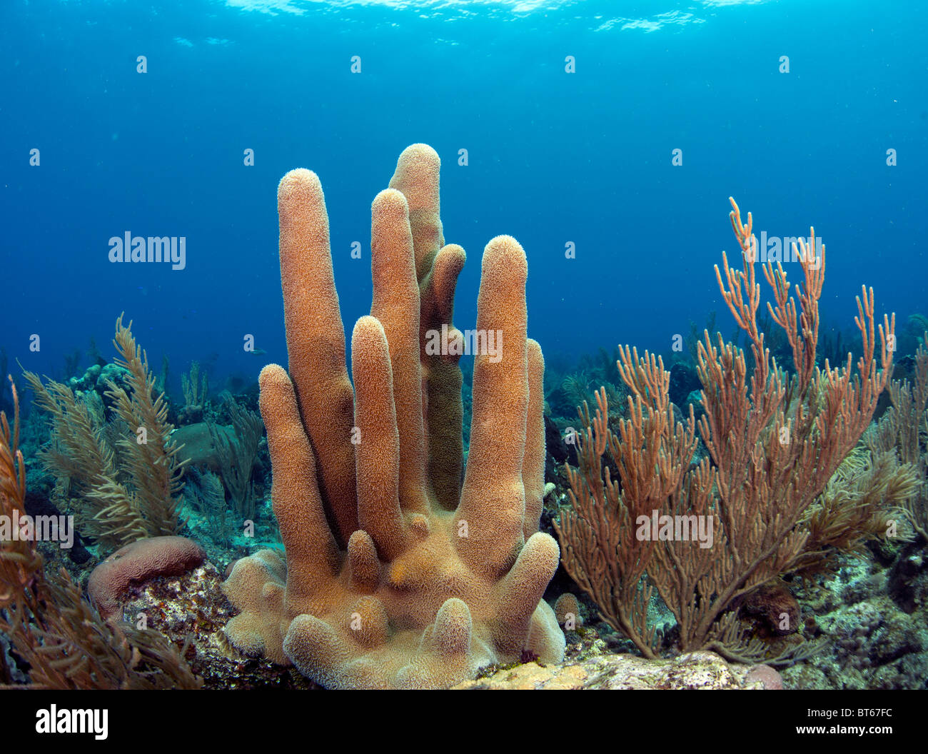 Korallenriff vor der Küste von Roatan, Honduras, Säule und Weichkorallen Stockfoto