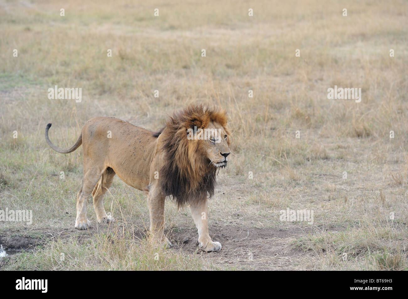 East African Lion - Massai-Löwe (Panthera Leo Nubica) männlich Stand in der Nähe einen kleinen Pool - Massai Mara - Kenia - Ostafrika Stockfoto