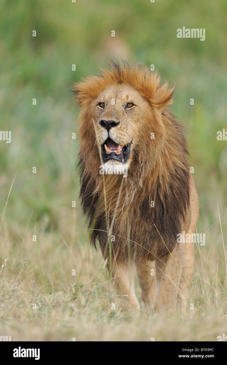 East African Lion - Massai-Löwe (Panthera Leo Nubica) männlich stehend in der Rasen - Massai Mara - Kenia - Ostafrika Stockfoto
