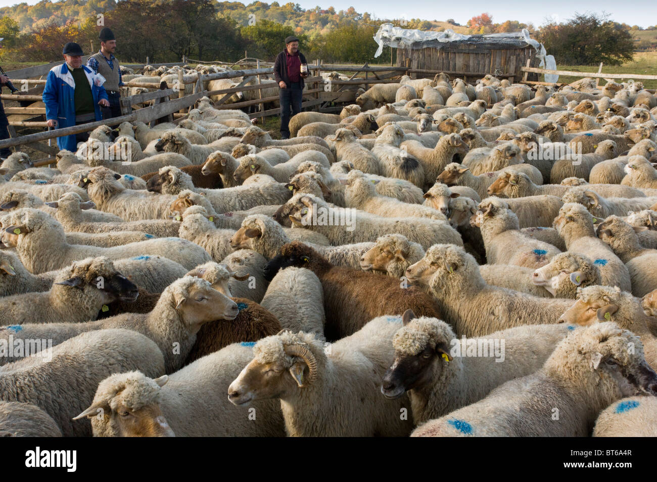 Hirten und kommunale Schafherde an traditionellen Schafstall nahe Saschiz, im Herbst; Siebenbürgen, Rumänien Stockfoto