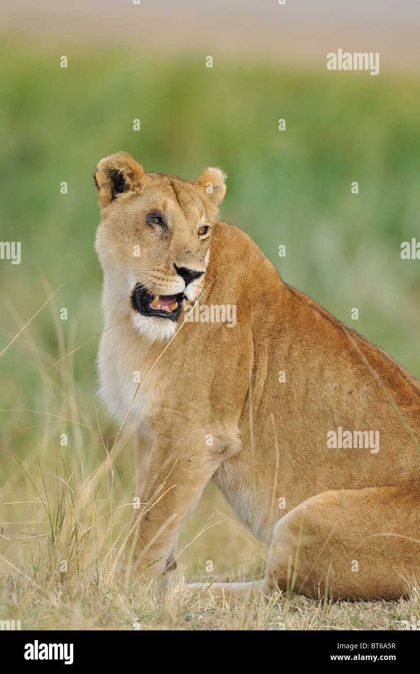 East african Lion - Massai-Löwe (Panthera Leo Nubica) einäugige Löwin sitzend - Massai Mara - Kenia - Ostafrika Stockfoto